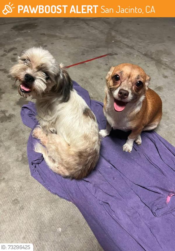 Found/Stray Female Dog last seen Ramona & Eagle SAN JACINTO CA, San Jacinto, CA 92583