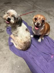 Found/Stray Female Dog last seen Ramona & Eagle SAN JACINTO CA, San Jacinto, CA 92583