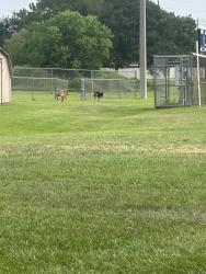 Found/Stray Unknown Dog last seen By baseball fields, Sugar Land, TX 77498