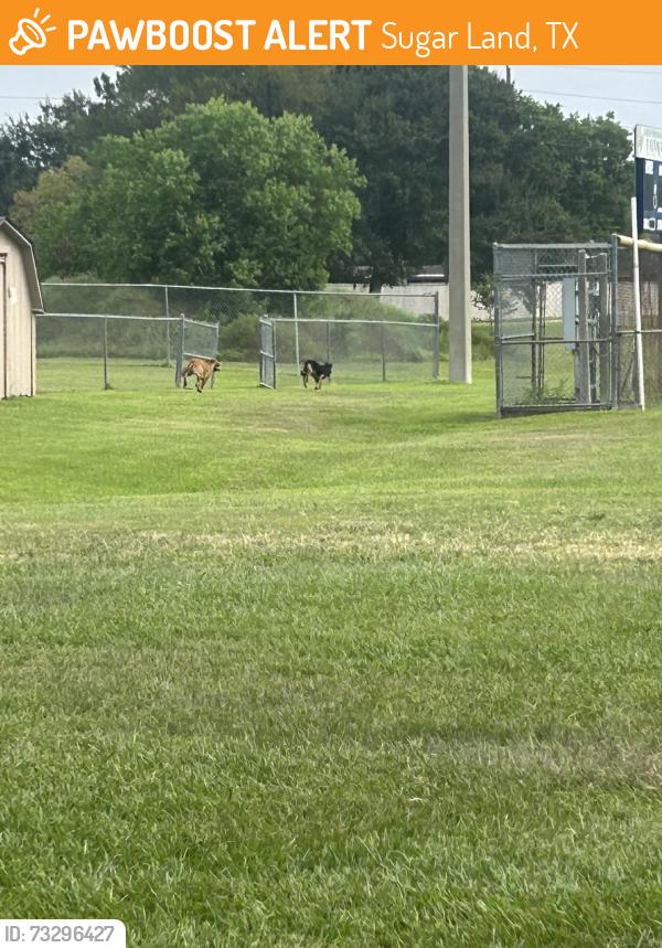 Found/Stray Unknown Dog last seen By baseball fields, Sugar Land, TX 77498