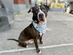 Shelter Stray Male Dog last seen Near E 119th Street, NEW YORK, NY, 10035, 326 E 110th St, New York, NY 10029, USA