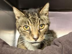 Shelter Stray Male Cat last seen Near Randall Avenue, BRONX, NY, 10473, 326 E 110th St, New York, NY 10029, USA