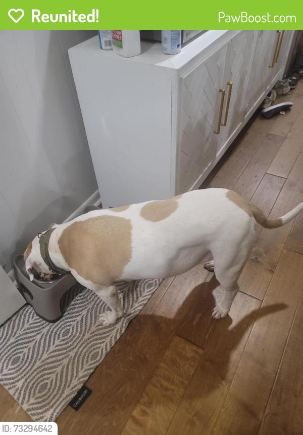 Reunited Female Dog last seen Artist Vw & Wesley Chapel, DeKalb County, GA 30034