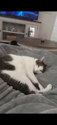 Lost Male Cat last seen Antietam Neighborhood, Bellview, FL 32526