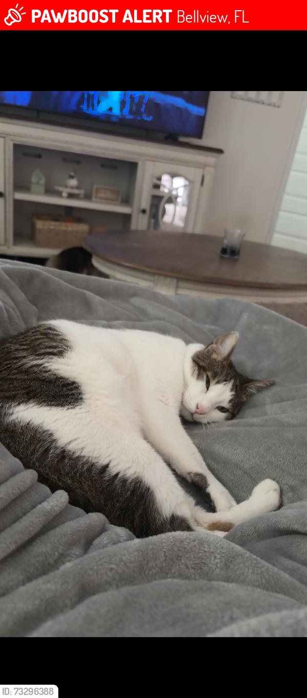 Lost Male Cat last seen Antietam Neighborhood, Bellview, FL 32526