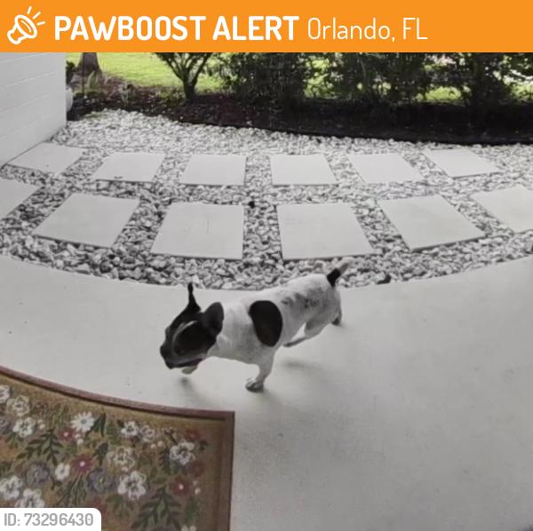Found/Stray Male Dog last seen Walnut Street, Orlando, FL 32806