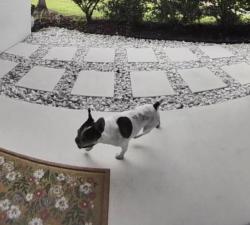 Found/Stray Male Dog last seen Walnut Street, Orlando, FL 32806