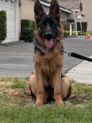 Lost Female Dog last seen Near N Sunflower Ave Covina, CA 91724 United States, Covina, CA 91724