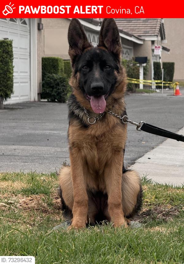 Lost Female Dog last seen Near N Sunflower Ave Covina, CA 91724 United States, Covina, CA 91724