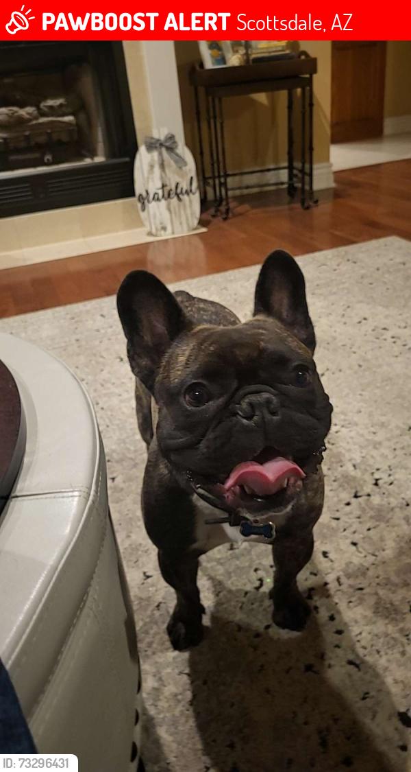 Lost Male Dog last seen E Latham & 70th, Scottsdale, AZ 85257