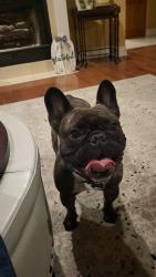 Lost Male Dog last seen E Latham & 70th, Scottsdale, AZ 85257