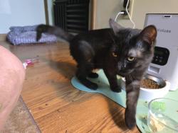 Reunited Male Cat last seen Green den green hse, Monongahela, PA 15063