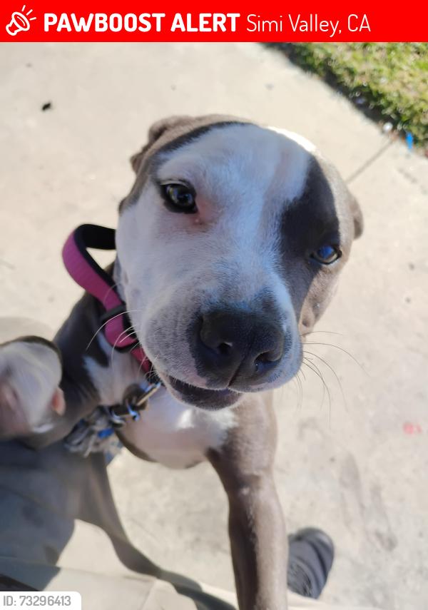 Lost Female Dog last seen Madera and Los Angeles near target, Simi Valley, CA 93065