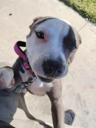Lost Female Dog last seen Madera and Los Angeles near target, Simi Valley, CA 93065