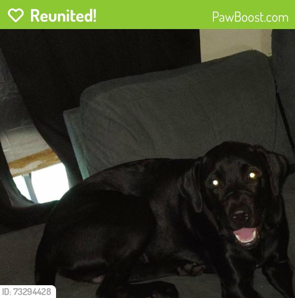 Reunited Male Dog last seen Green Forest Dr and Ridgeway rd, Jacksonville, FL 32244