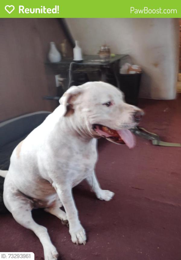 Reunited Male Dog last seen In my backyard, Simpsonville, SC 29681