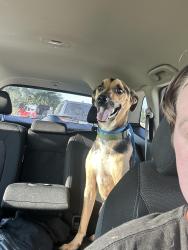 Reunited Male Dog last seen Near dartmoor ln, Raeford nc 28376, Raeford, NC 28376