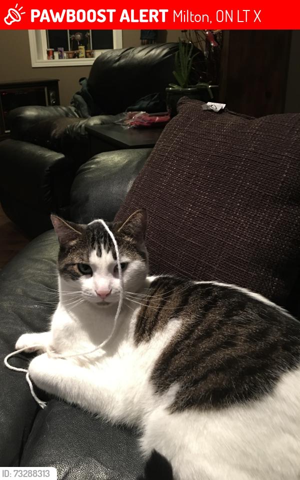 Lost Male Cat last seen Near Randall Crescent, Milton, ON L9T 4X7