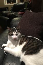 Lost Male Cat last seen Near Randall Crescent, Milton, ON L9T 4X7