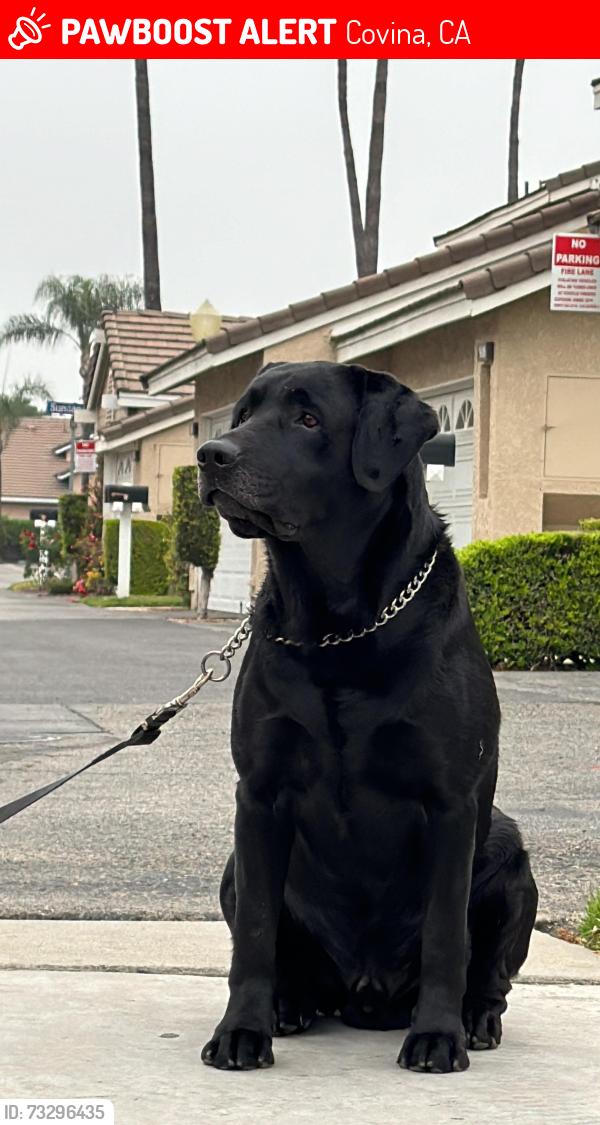 Lost Male Dog last seen Near N Sunflower Ave Covina, CA 91724 United States, Covina, CA 91724