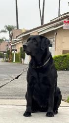 Lost Male Dog last seen Near N Sunflower Ave Covina, CA 91724 United States, Covina, CA 91724