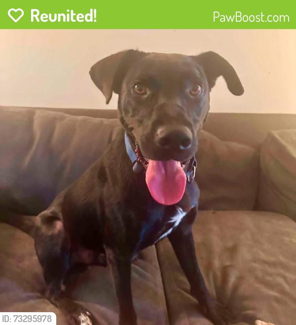 Reunited Male Dog last seen In neighbordhood, Dillsburg, PA 17019