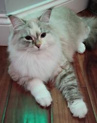 Reunited Female Cat last seen Dodd Road, Winter Park, FL 32792