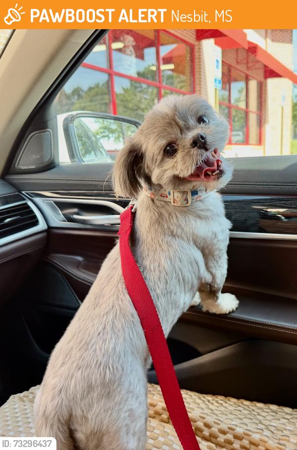 Found/Stray Unknown Dog last seen Pleasant Hill, Nesbit, MS 38651