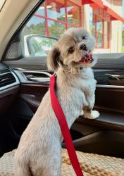 Found/Stray Unknown Dog last seen Pleasant Hill, Nesbit, MS 38651