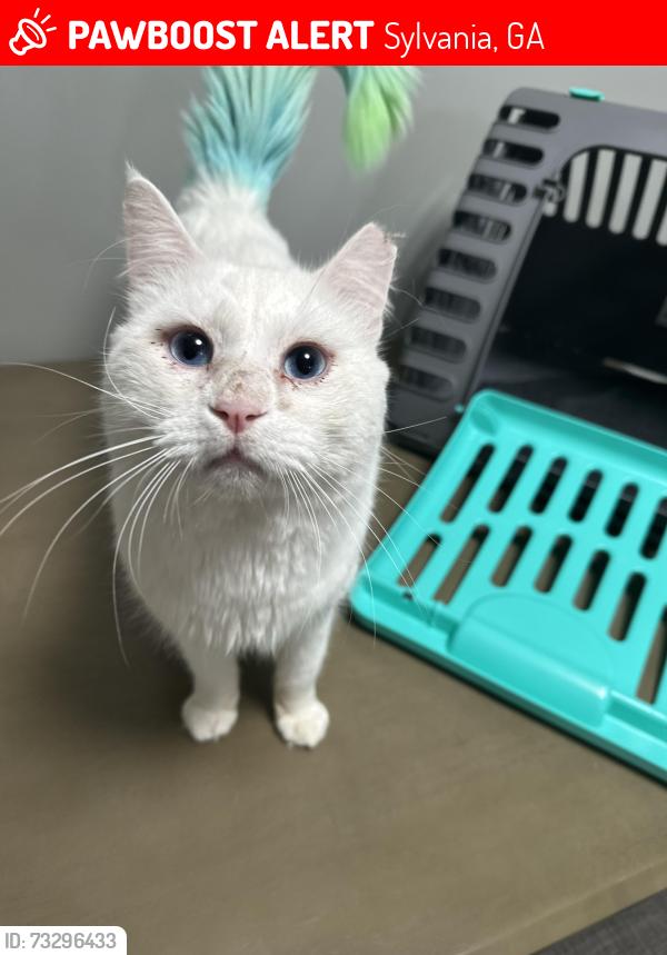 Lost Male Cat last seen South Main Street, sylvania ga, Sylvania, GA 30467