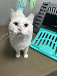 Lost Male Cat last seen South Main Street, sylvania ga, Sylvania, GA 30467