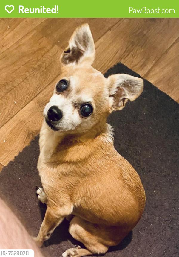 Reunited Male Dog last seen Rochow close to W Clay, Houston, TX 77019
