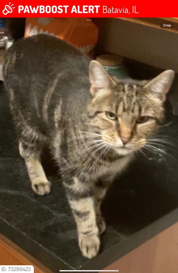 Lost Female Cat last seen pine and woodland hills road, Batavia, IL 60510