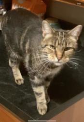 Lost Female Cat last seen pine and woodland hills road, Batavia, IL 60510
