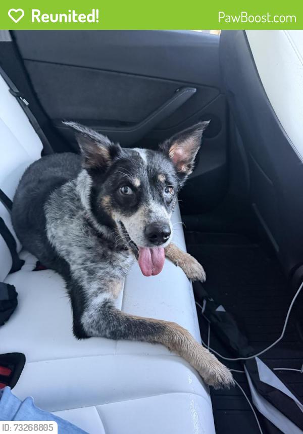 Reunited Female Dog last seen NW Emerson and Jupiter, Palm Bay, FL 32907