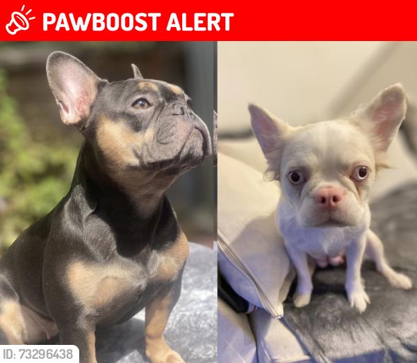 Lost Female Dog last seen Tristan drive towards asda, Greater London, England N9 9SP