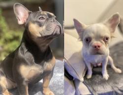 Lost Female Dog last seen Tristan drive towards asda, Greater London, England N9 9SP