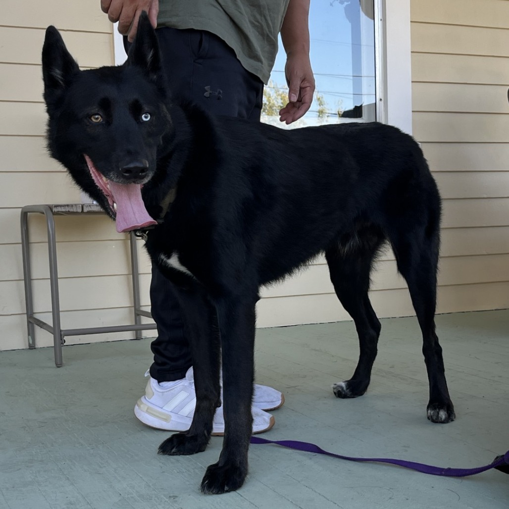 Shelter Stray Male Dog last seen , 2608 Center St, Tacoma, WA 98409, USA