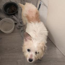 Shelter Stray Female Dog last seen , 2608 Center St, Tacoma, WA 98409, USA
