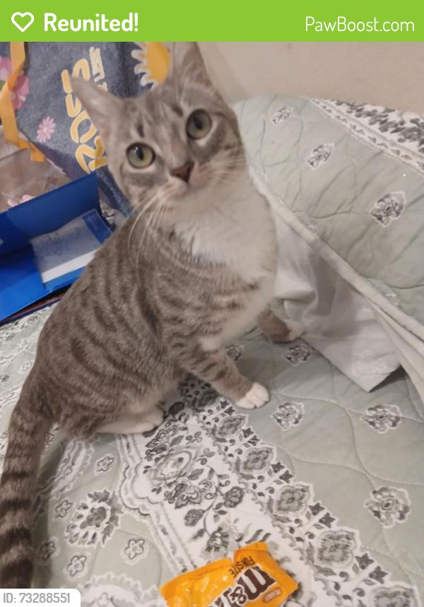 Reunited Female Cat last seen Bristol, Santa Ana, CA 92706