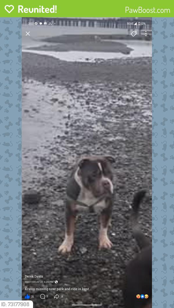Reunited Male Dog last seen Safeway, Washington ave. Kent, wa, Kent, WA 98032