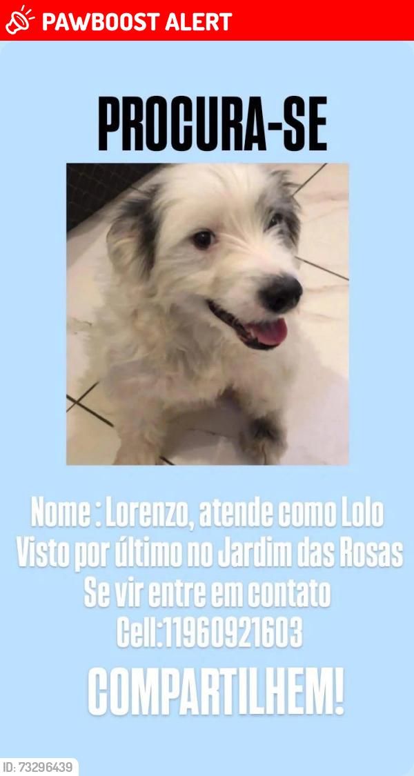 Lost Male Dog last seen No escadão perto do açougue que é embaixo da academia, Jardim das Rosas, SP 
