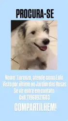 Lost Male Dog last seen No escadão perto do açougue que é embaixo da academia, Jardim das Rosas, SP 