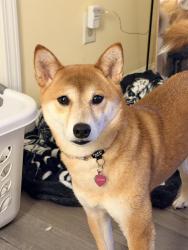Lost Female Dog last seen E.E. Robinson Park, Sugar Hill, GA 30518