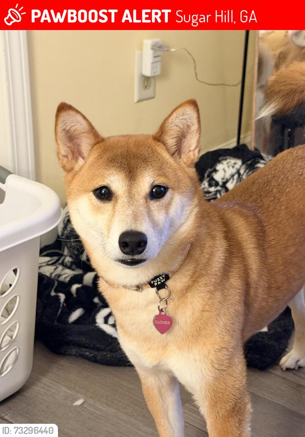 Lost Female Dog last seen E.E. Robinson Park, Sugar Hill, GA 30518