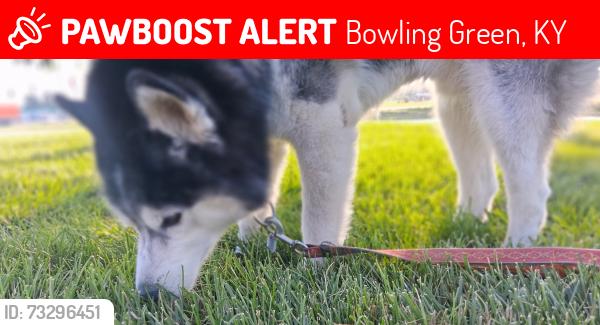 Lost Male Dog last seen bowling green ky, Bowling Green, KY 42101