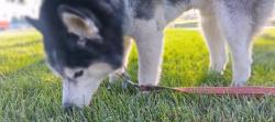 Lost Male Dog last seen bowling green ky, Bowling Green, KY 42101