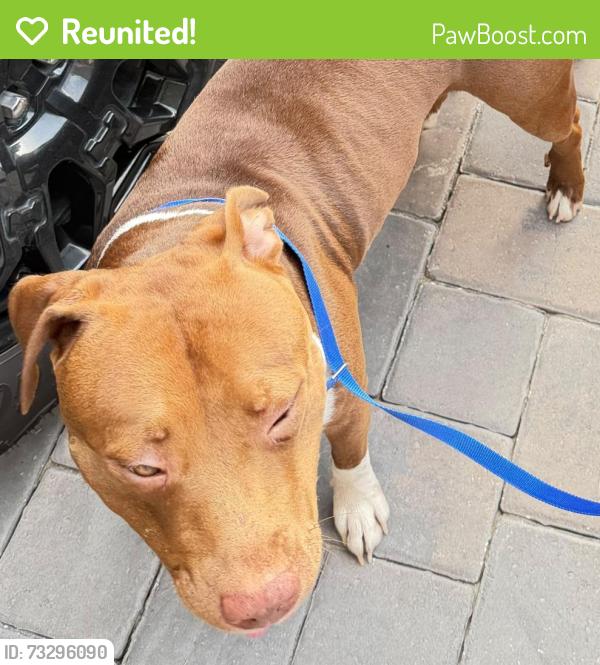 Reunited Male Dog last seen Publix, Loughman, FL 33896