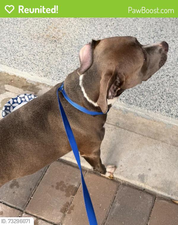 Reunited Female Dog last seen Publix, Loughman, FL 33896
