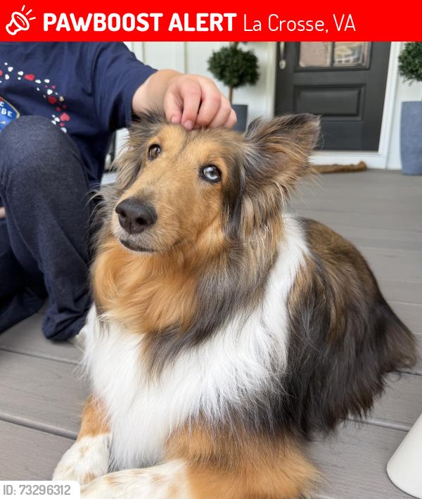 Lost Female Dog last seen Near Long Branch Dr., La Cross Virginia, La Crosse, VA 23950